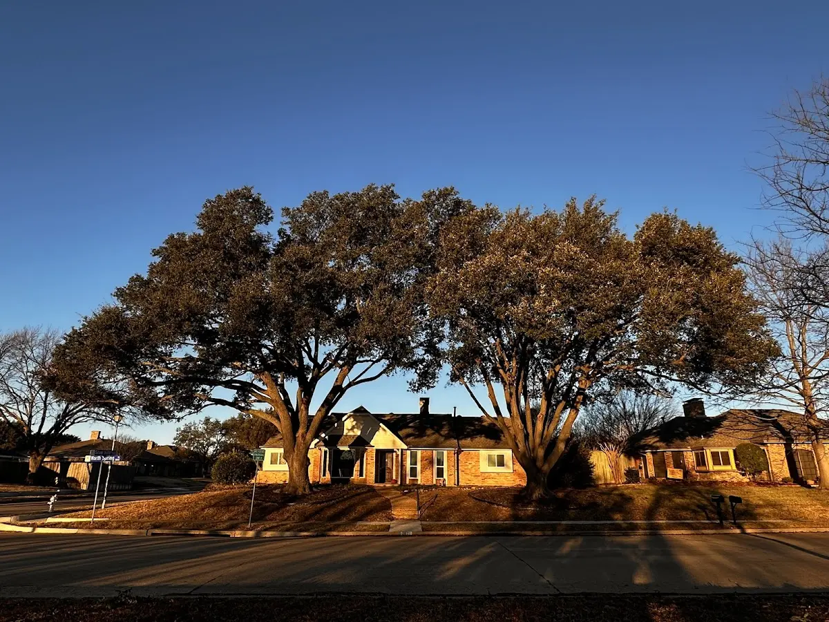 Established residential canopy tree shading a home in Lake City